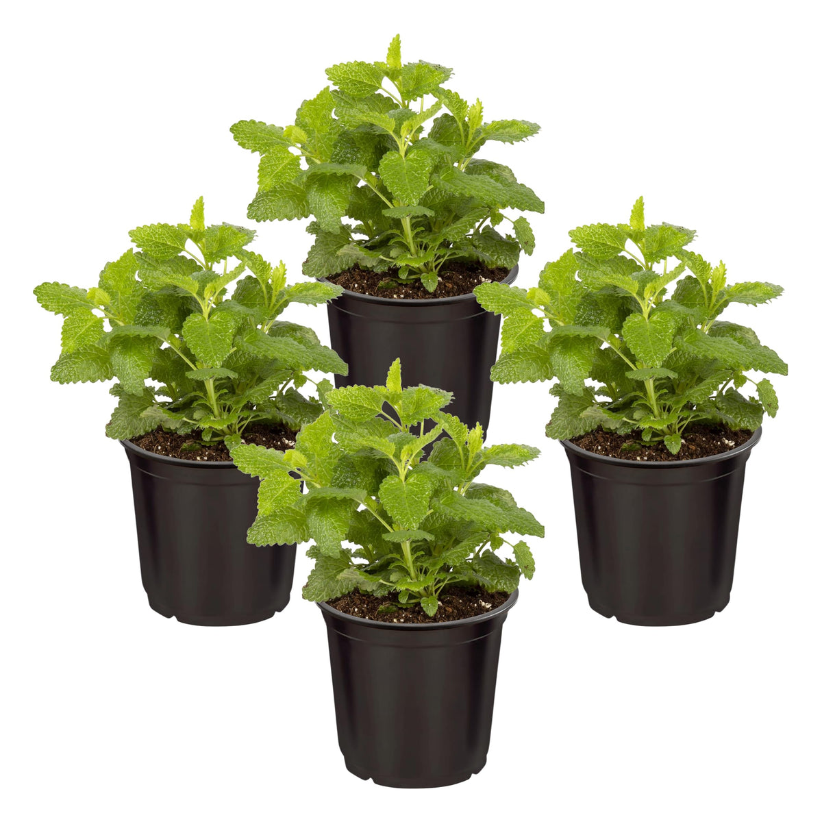 The Three Company Lemon Balm potted plant with fragrant leaves, ideal for fresh cooking.
