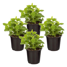 The Three Company Lemon Balm potted plant with fragrant leaves, ideal for fresh cooking.
