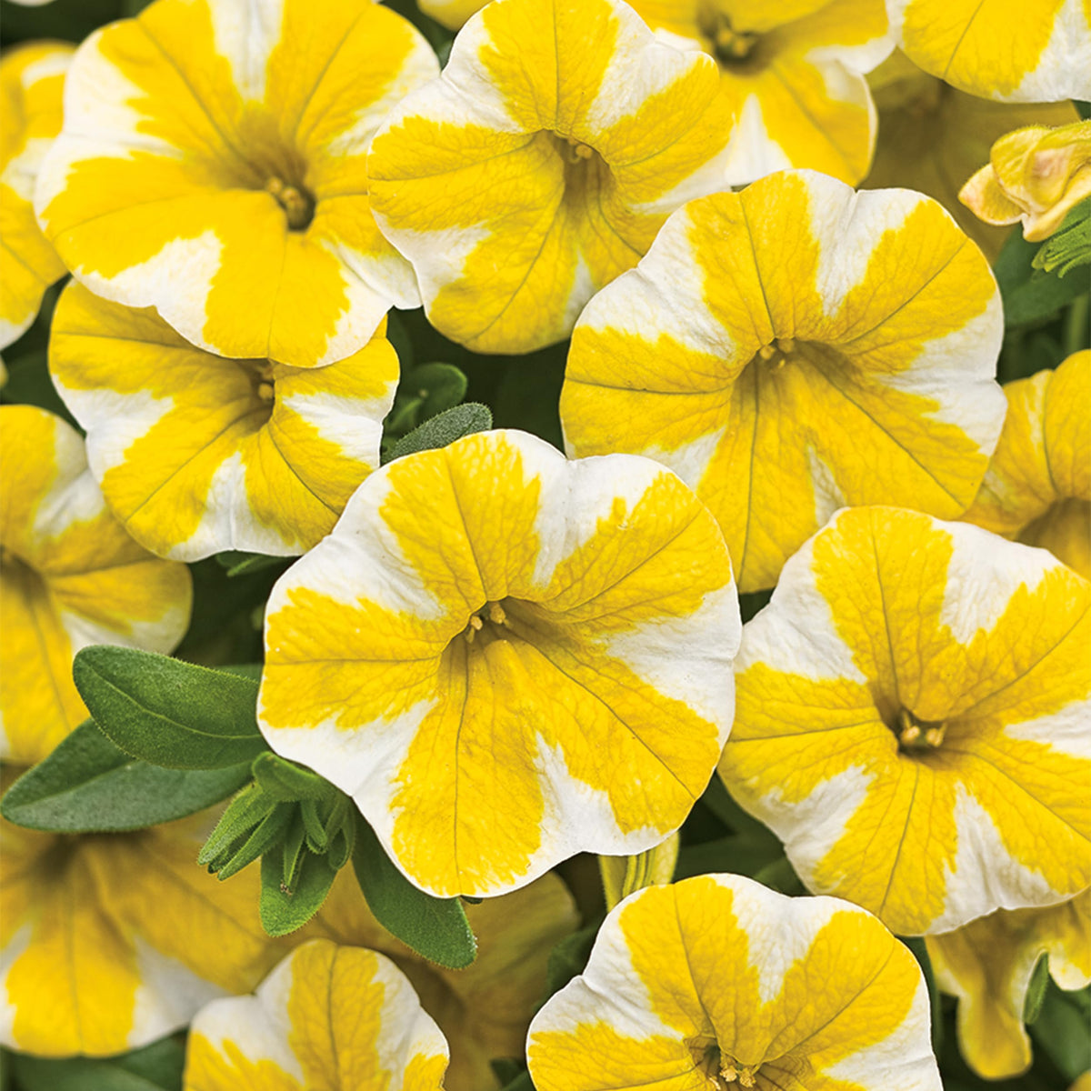 The Three Company Lemon Slice calibrachoa container plant adds sunny drama to pots.