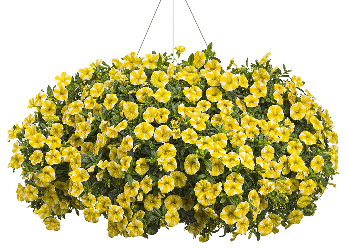 The Three Company Lemon Slice calibrachoa edging creates a vibrant border.