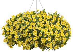 The Three Company Lemon Slice calibrachoa edging creates a vibrant border.