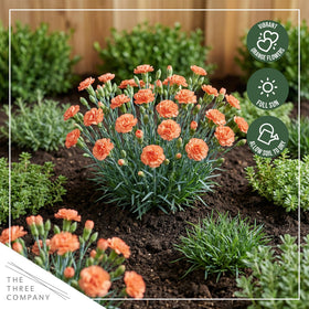 The Three Company Live Dianthus Orange Sparkler 1qt-pack arrives fresh.