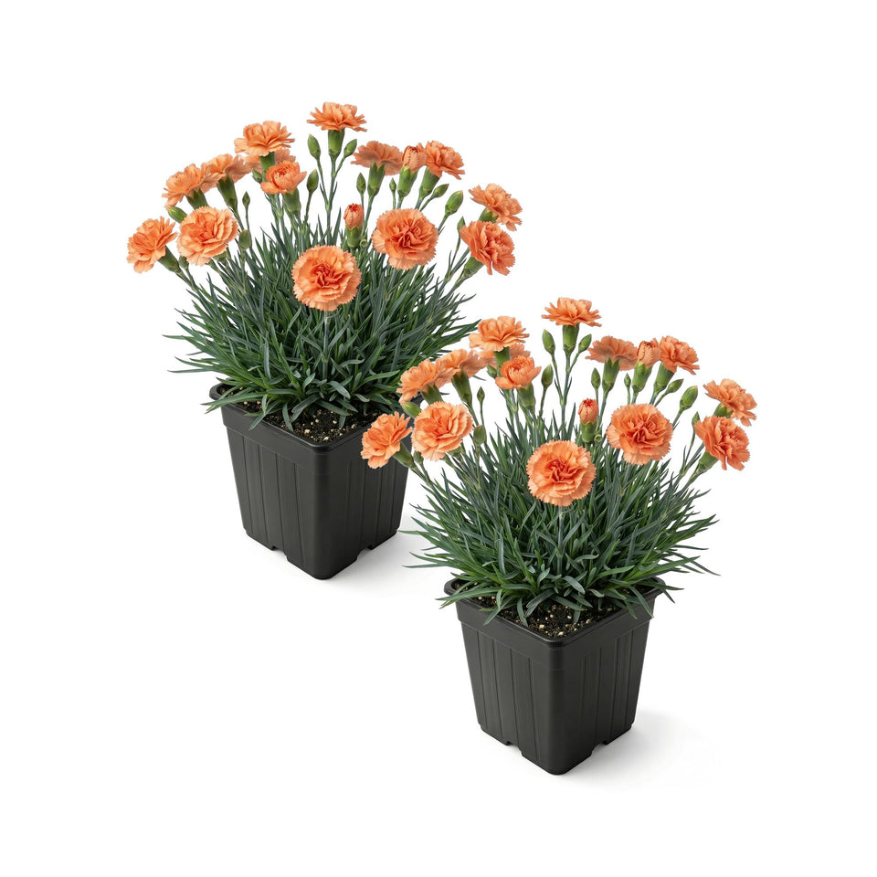 The Three Company Live Dianthus Orange Sparkler bloom closeup for fragrant border appeal.
