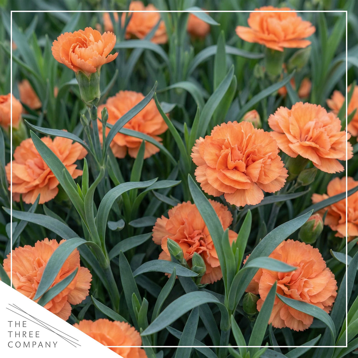 The Three Company Live Dianthus Orange Sparkler border display with bright orange flowers.