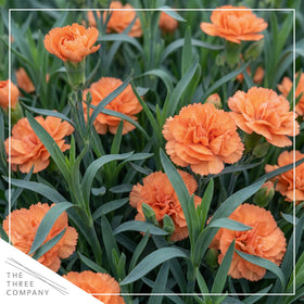 The Three Company Live Dianthus Orange Sparkler border display with bright orange flowers.