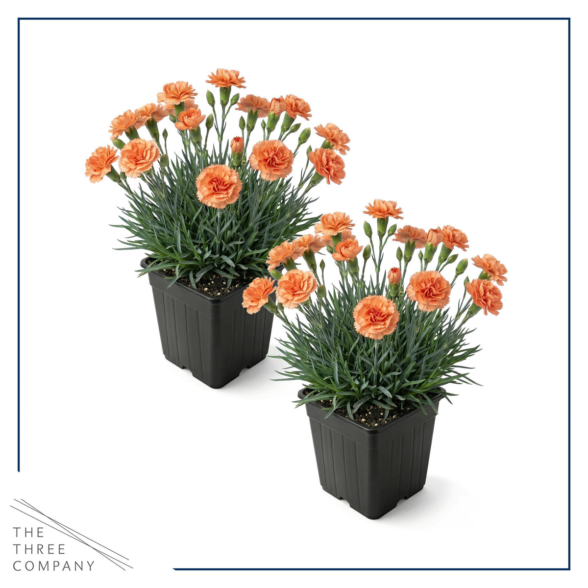 The Three Company Live Dianthus Orange Sparkler container planting adds color in small spaces.