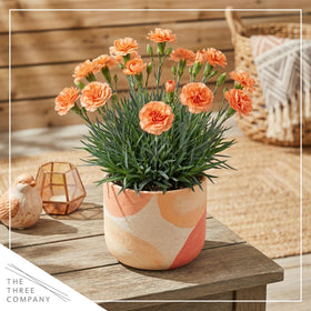 The Three Company Live Dianthus Orange Sparkler patio planter setup delivers fragrant cheer.
