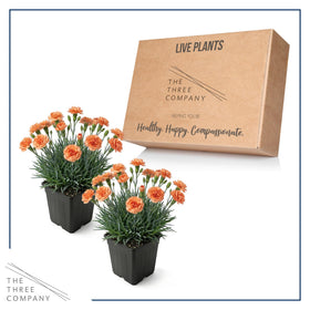 The Three Company Live Dianthus Orange Sparkler rock garden scene provides sunny color.