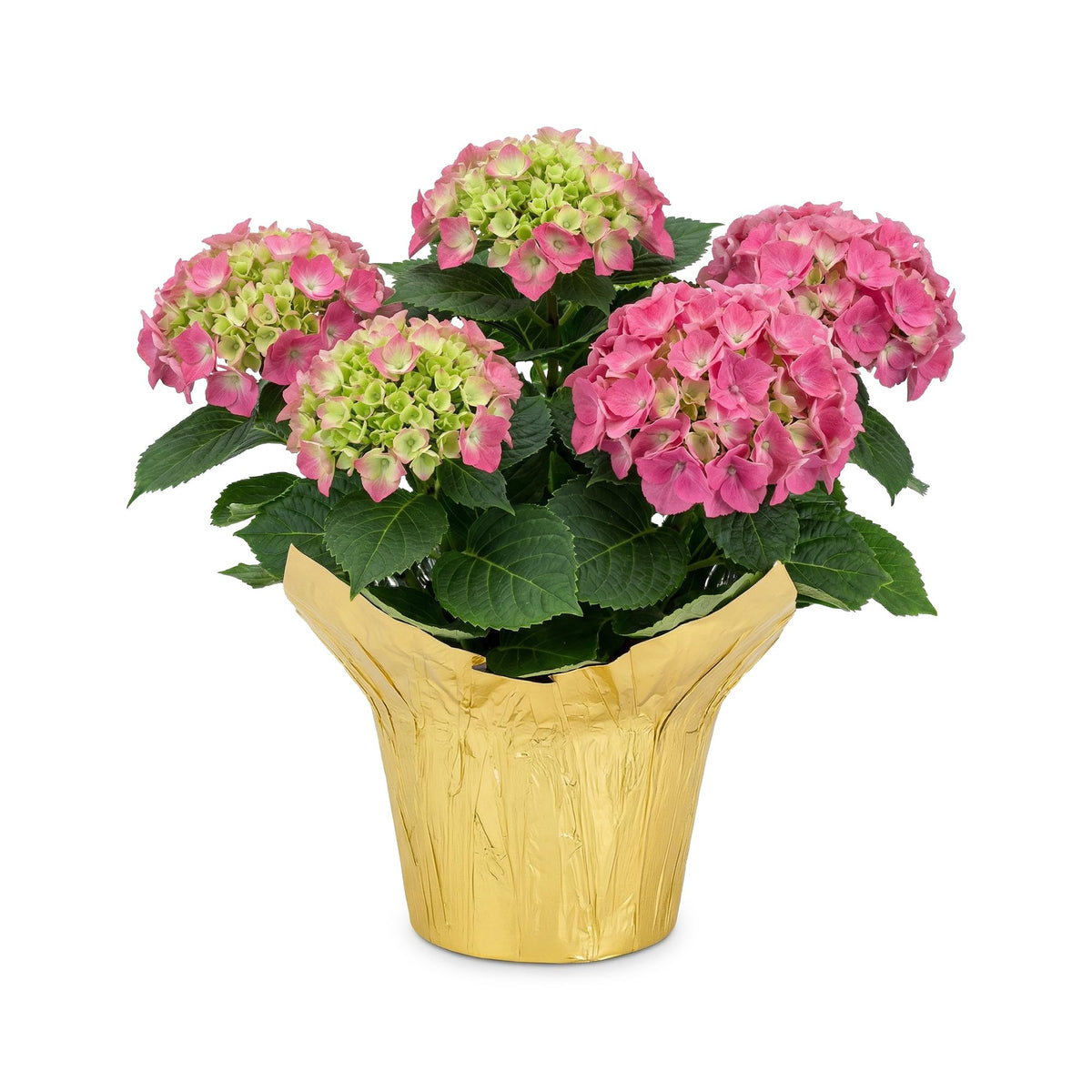 The Three Company live flowering hydrangea pink blooms brighten indoor or outdoor spaces.