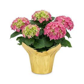 The Three Company live flowering hydrangea pink blooms brighten indoor or outdoor spaces.