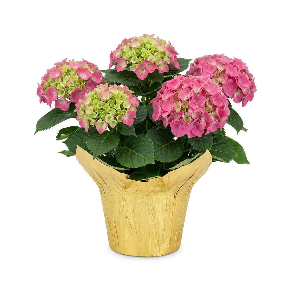 The Three Company live flowering hydrangea pink blooms brighten indoor or outdoor spaces.