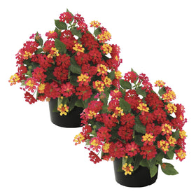 The Three Company Havana Red Sky lantana plant with vibrant blooms to attract pollinators.