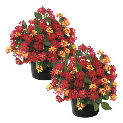 The Three Company Havana Red Sky lantana plant with vibrant blooms to attract pollinators.