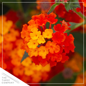 Close-up of Havana Red Sky lantana flowers showing tubular blooms and rich red hues.