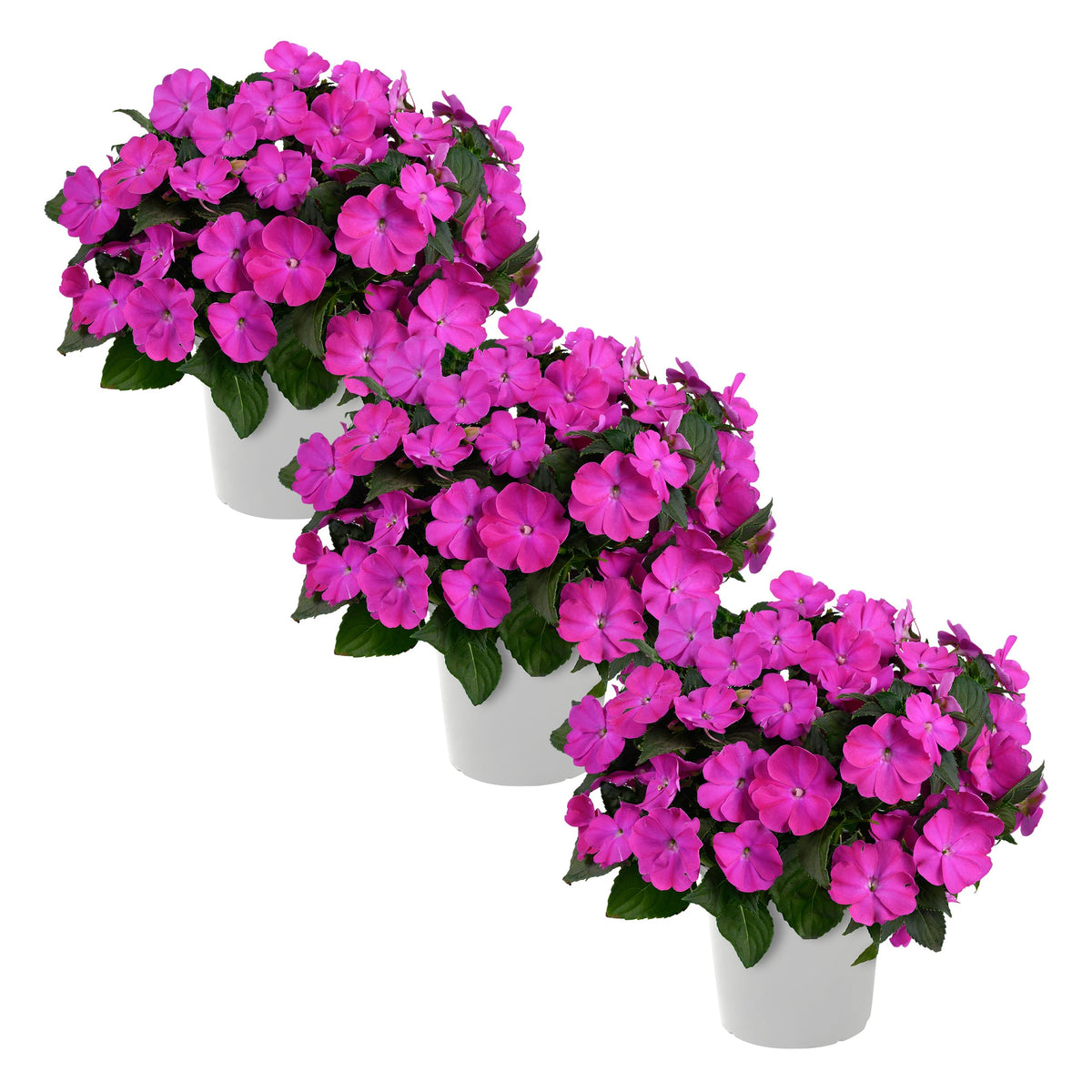The Three Company live New Guinea Impatiens with purple blooms brighten shaded borders.
