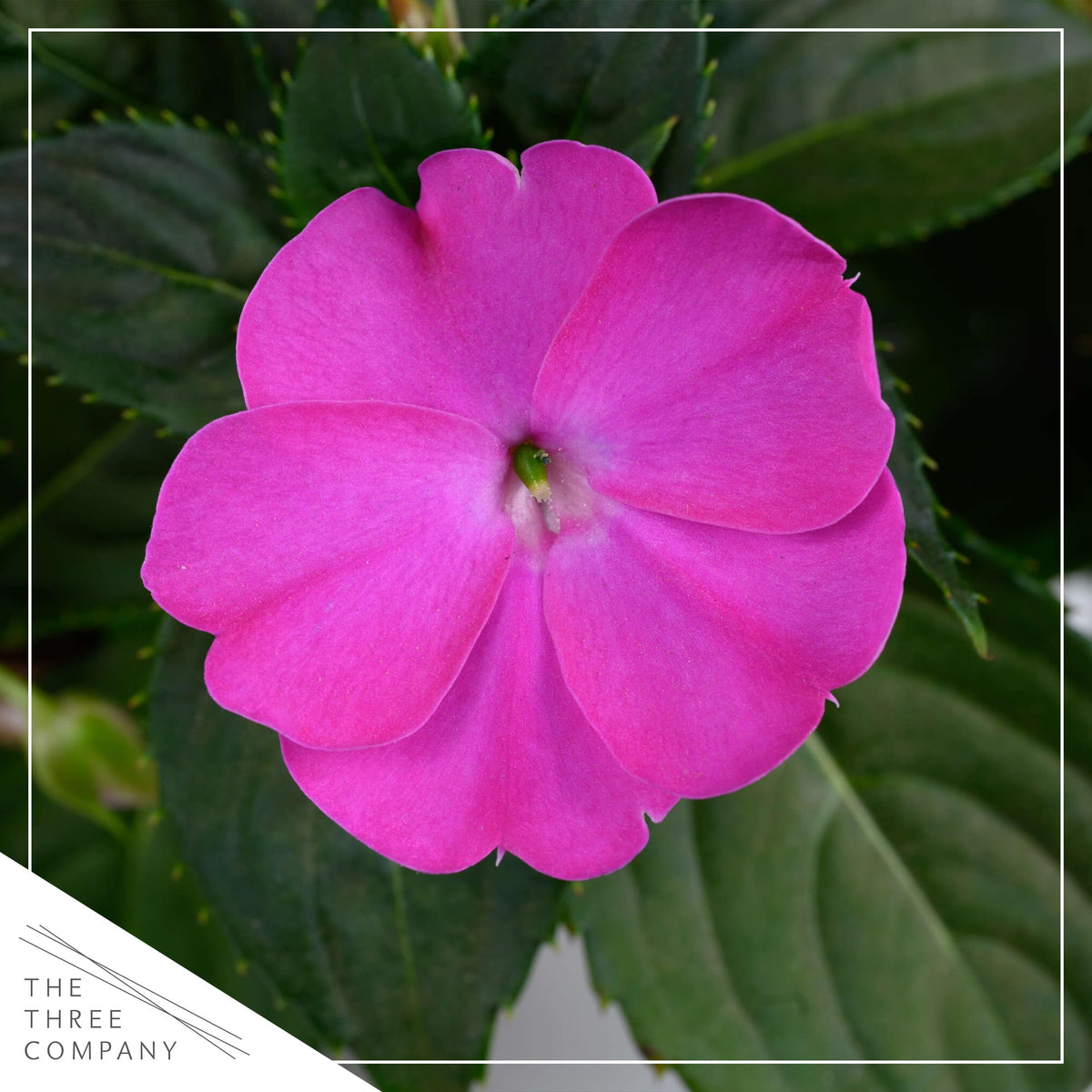 The Three Company New Guinea Impatiens showcase vibrant purple petals for spring shade color.