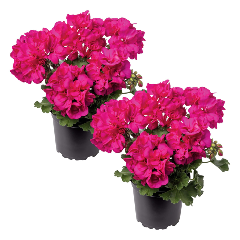 The Three Company live pink zonal geraniums pack bloom adds bright spring color