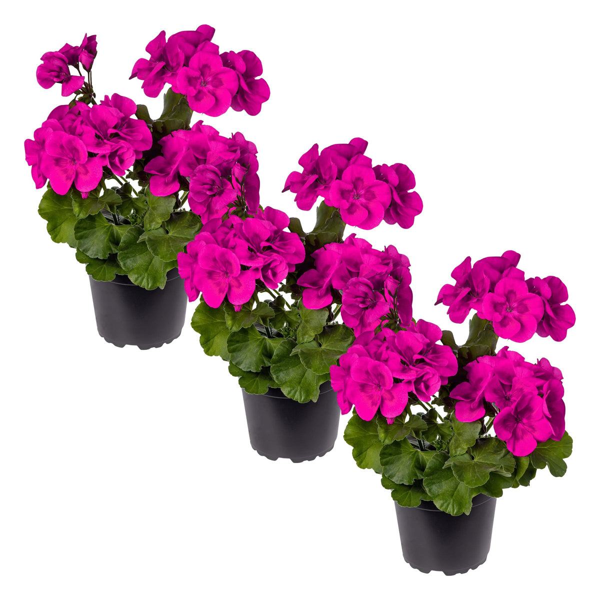 The Three Company purple zonal geraniums bloom for bright spring color in beds.