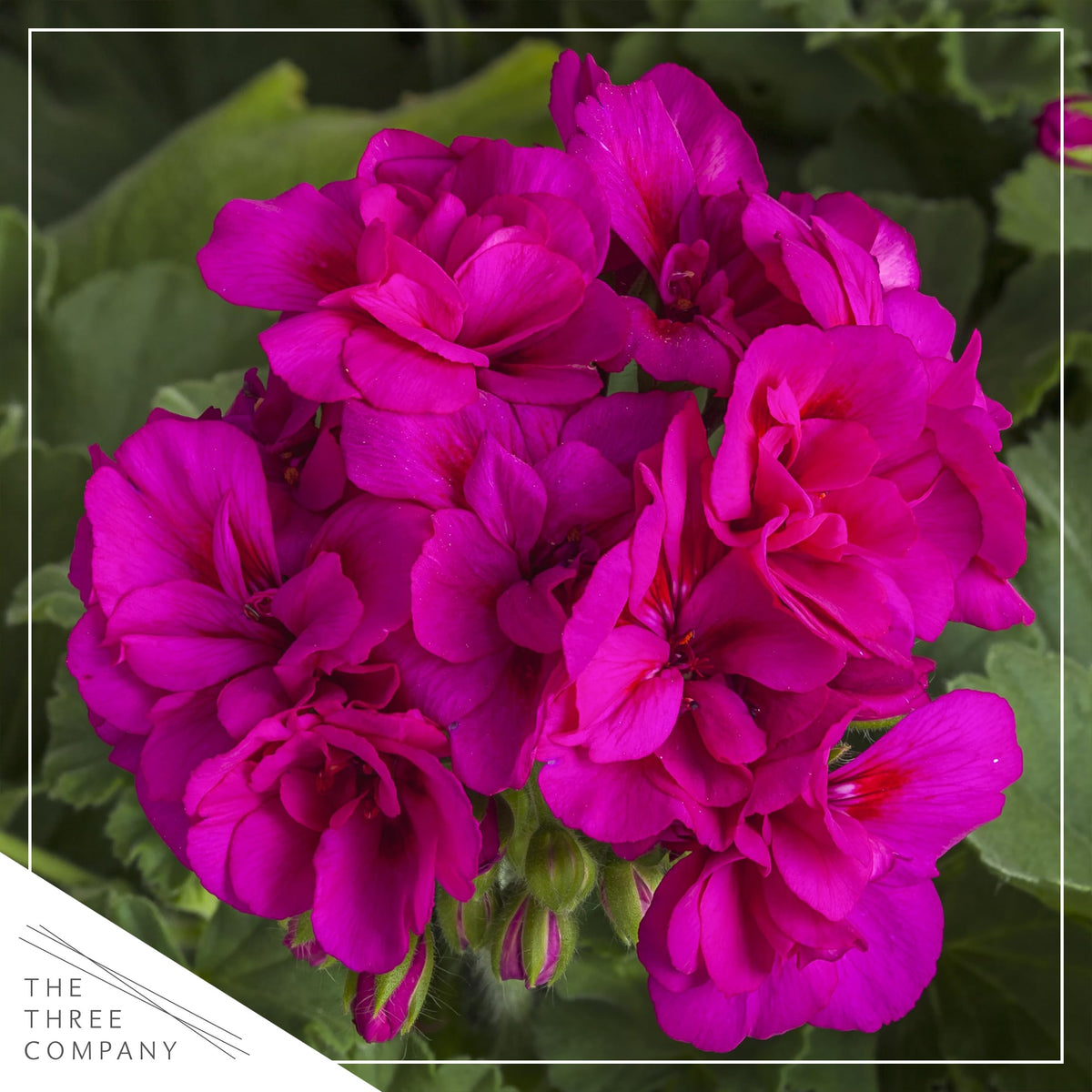 The Three Company purple zonal geraniums in a pot ready for container display.