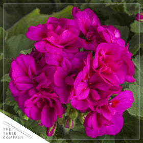 The Three Company purple zonal geraniums in a pot ready for container display.