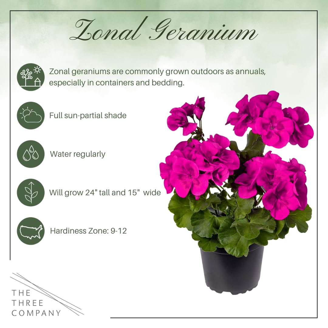 Purple zonal geraniums in sunlight provide vivid deck border color.