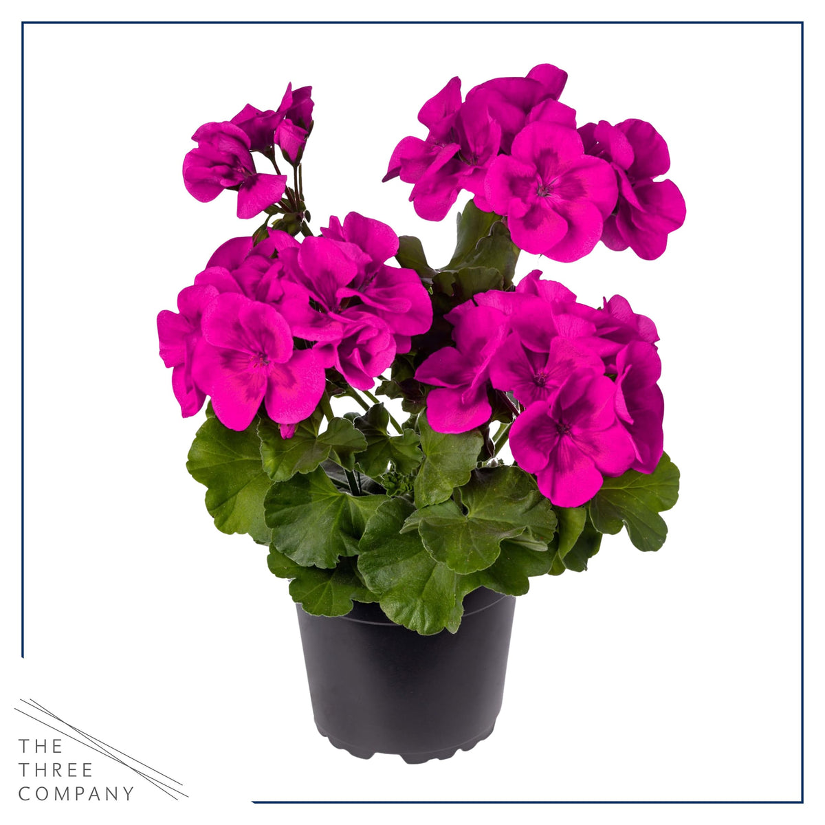 Healthy green foliage with vibrant purple blooms from The Three Company.