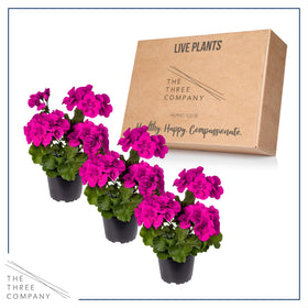 Pack of three purple zonal geraniums for versatile garden use.