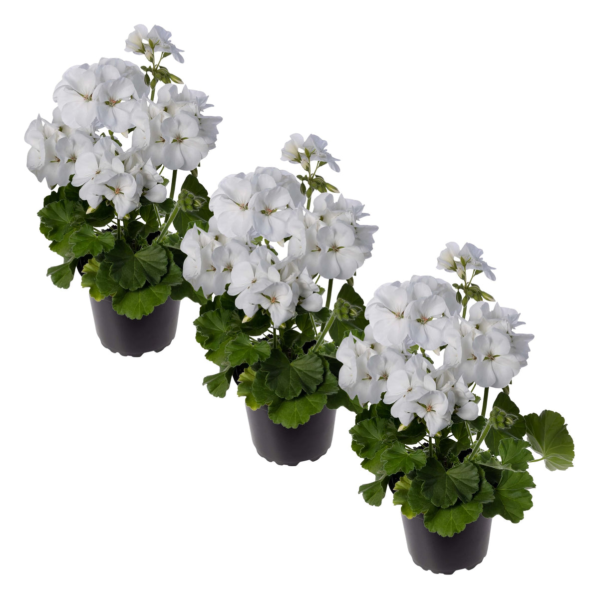 The Three Company white flowering zonal geranium plant in a pot for spring color.
