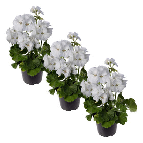 The Three Company white flowering zonal geranium plant in a pot for spring color.