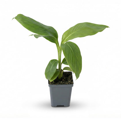 The Three Company live hardy banana plant, 15 inches tall, ready to add vertical interest to landscapes.