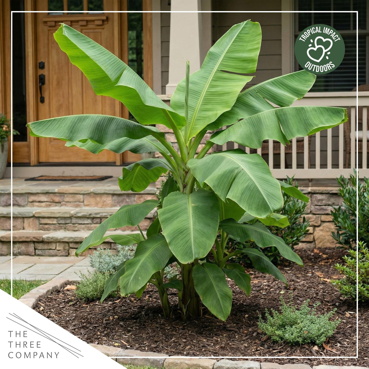 Live hardy banana plant outdoor accent by The Three Company in bright sun.