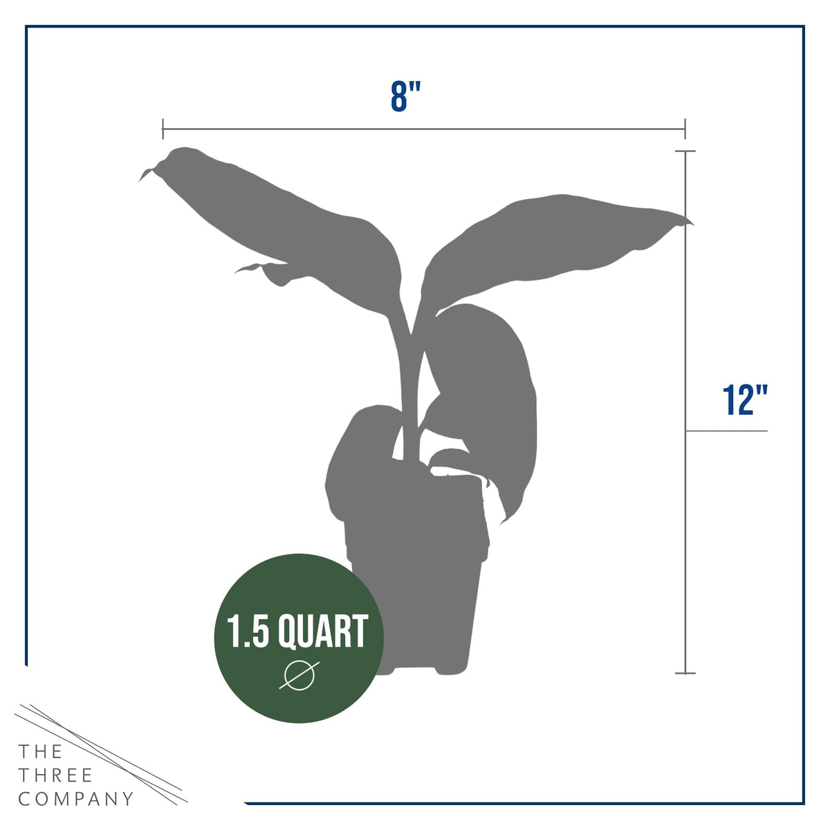 The Three Company live hardy banana plant privacy-screen appearance for outdoor spaces.