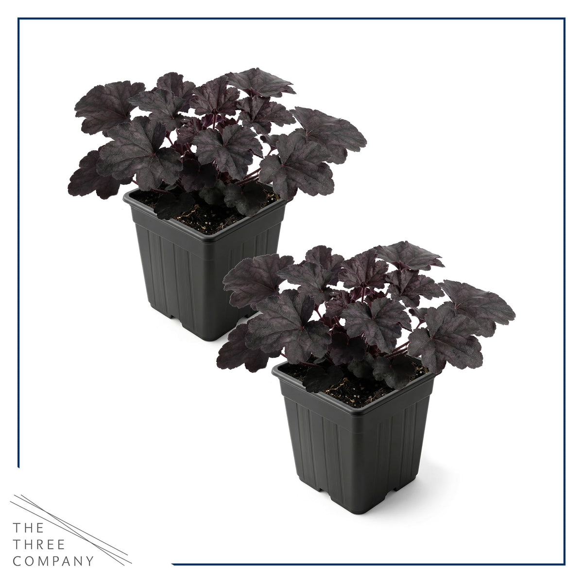 Compact mound growth ideal for border edges and small gardens.