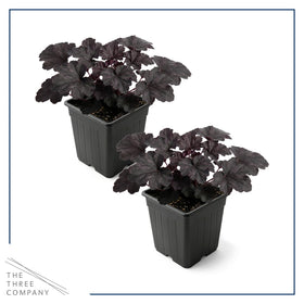Compact mound growth ideal for border edges and small gardens.
