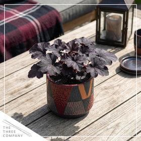 Versatile container or border planting for shade with The Three Company Heuchera.