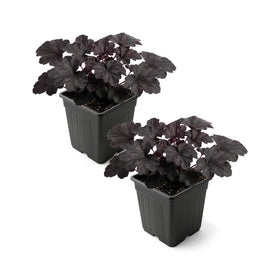 The Three Company Live Heuchera Black Olive foliage adds dramatic shade contrast.