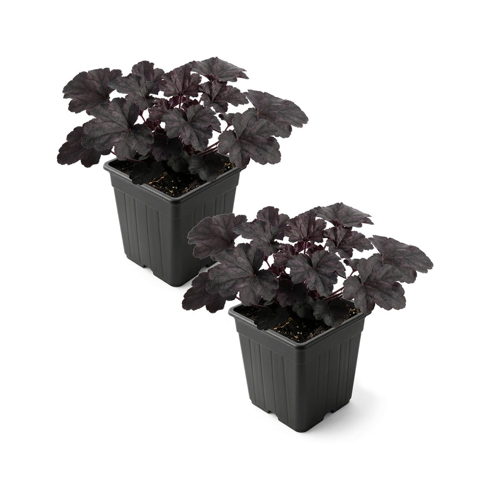 The Three Company Live Heuchera Black Olive foliage adds dramatic shade contrast.