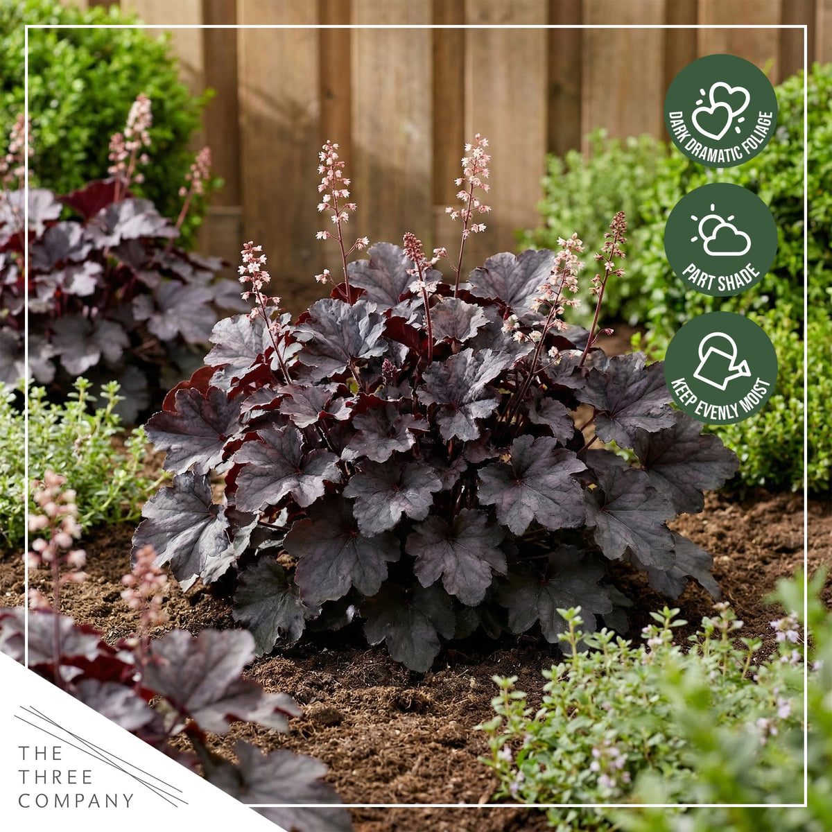 Easy-care, partial shade plant thriving in well-drained soil.