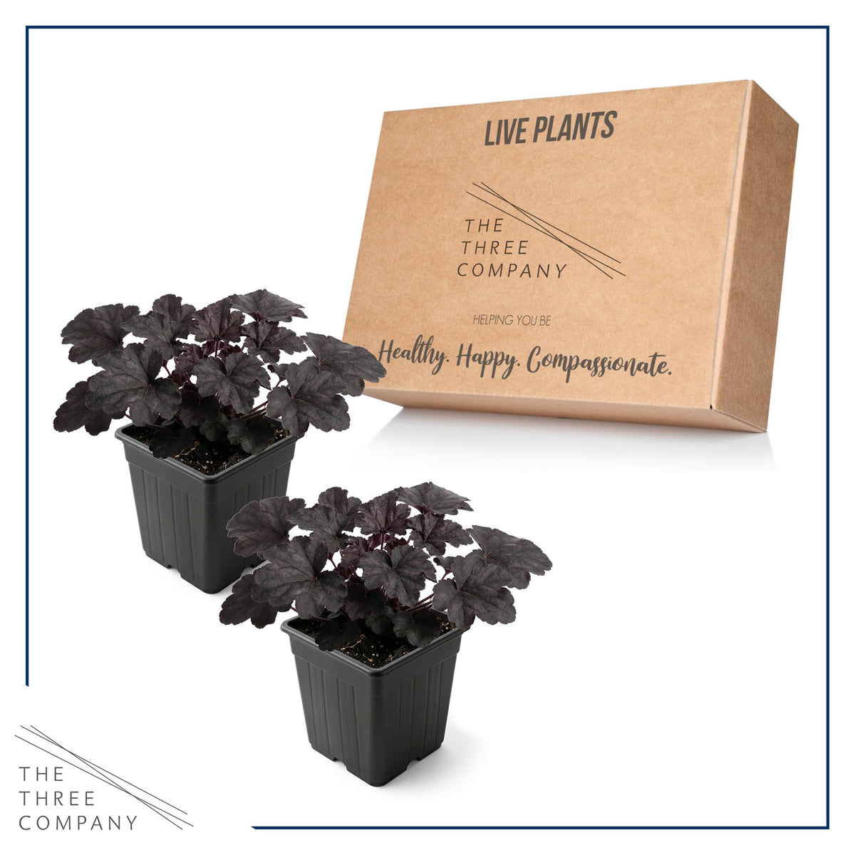 Shade garden focal point with rich, dark foliage from Black Olive Heuchera.