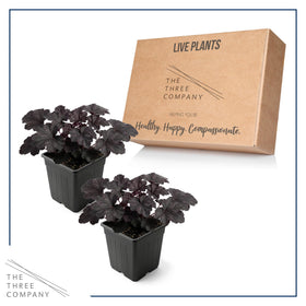 Shade garden focal point with rich, dark foliage from Black Olive Heuchera.
