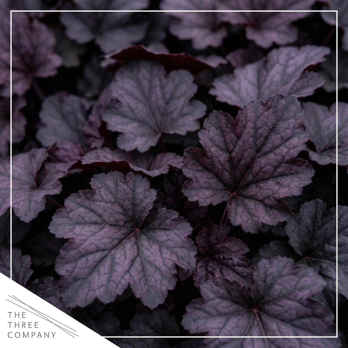 Close-up of dark leaves and spring blooms for shade container planting.