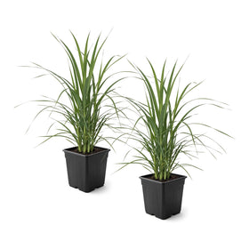 The Three Company live pampas grass pink and white 2-pack, 10-inch tall for a striking focal point.