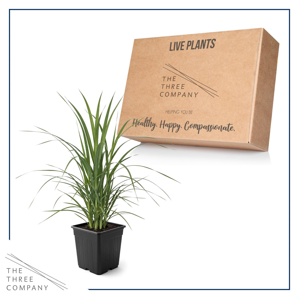 The Three Company pampas grass white focal point enhances outdoor drama.