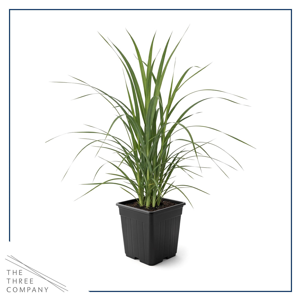 The Three Company pampas grass white garden border adds height and texture.