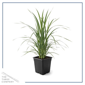The Three Company pampas grass white garden border adds height and texture.