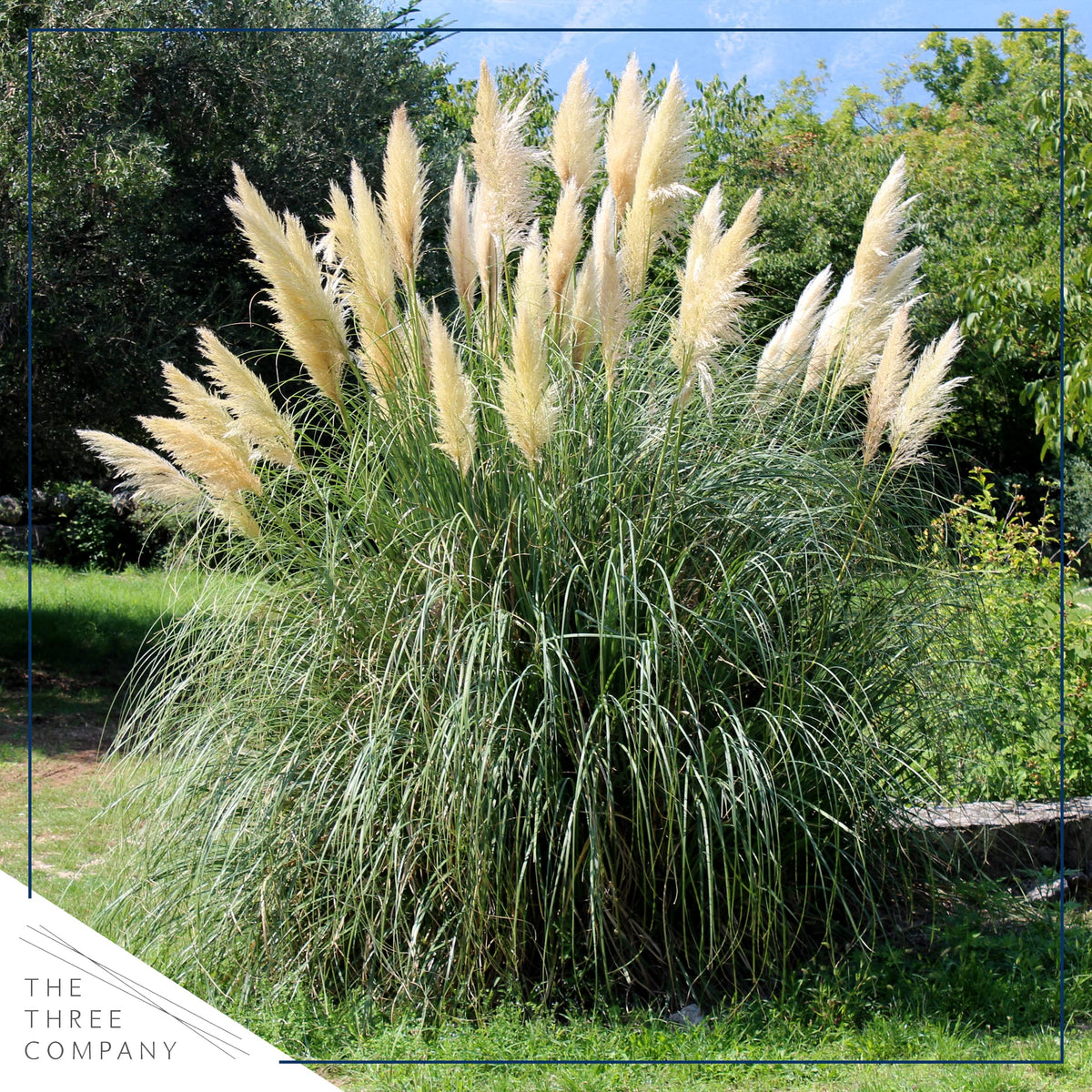 The Three Company pampas grass white plant in pot boosts curb appeal.