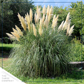 The Three Company pampas grass white plant in pot boosts curb appeal.