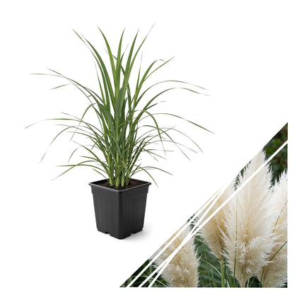 The Three Company pampas grass white plumes sway for a dramatic garden focal point.