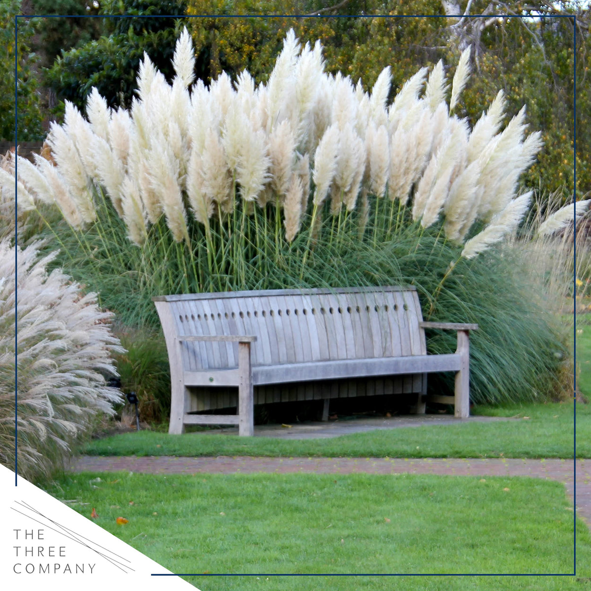 The Three Company pampas grass white wildlife habitat attracts birds.