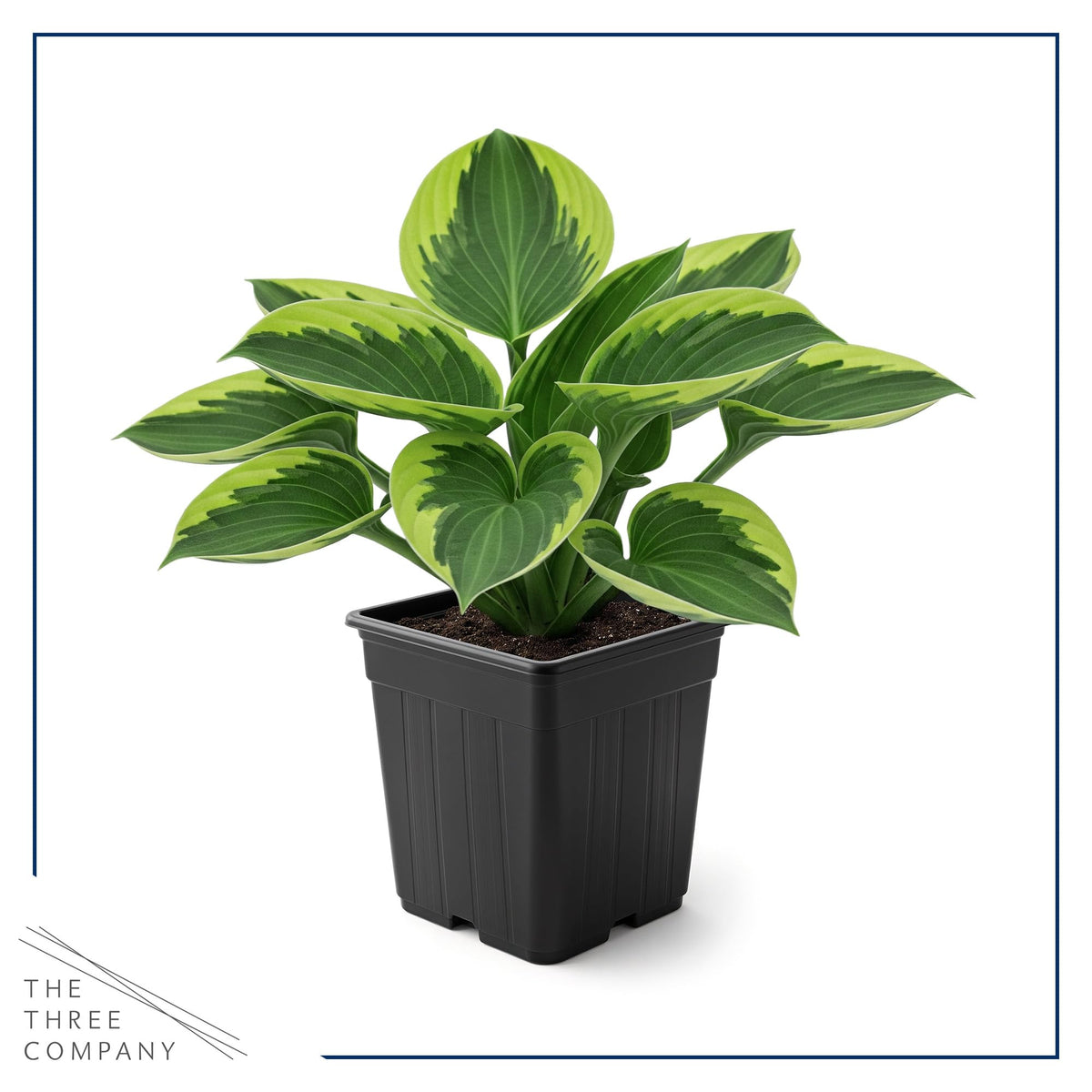 The Three Company Golden Tiara flower spikes rise above the foliage.